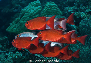 Big Eyes in formation.  Palau. by Larissa Roorda 